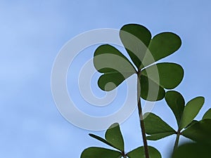 Clover lucky leaf with blue sky background