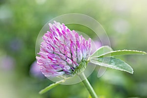 Clover meadow flower. Valuable forage and medicinal plant. Women's health flower. Clover extract.Red clover
