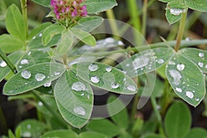 Clover meadow with green leaves with drops of morning dew. St. Patrick`s Day, selective focus