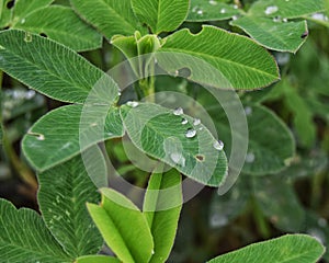 Clover meadow with green leaves with drops of morning dew. St. Patrick`s Day, selective focus