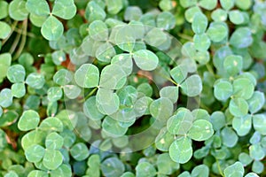 Clover plant leaves