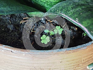 clover plant scient. name Trifolium