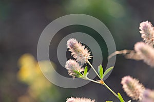 Clover plowed in the meadow