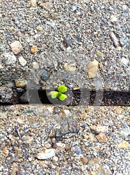 Clover pocking through the sidewalk crack