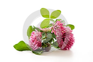 Clover, red clover medicinal plant isolated