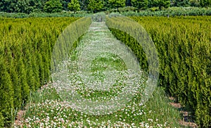 Clover Between Rows of Junipers