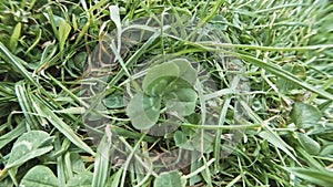 Clover for Saint Patrick