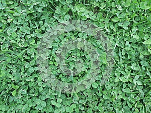 The clover in Serbai Balcan photo