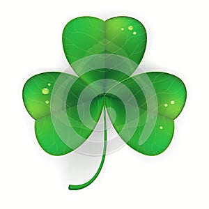 Clover shamrock realistic, Saint Patricks Day symbol. vector illustration