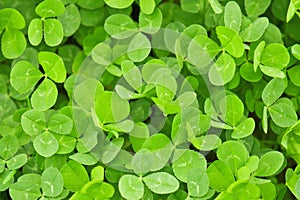 Clover texture