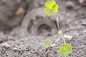 Clover with three leaves