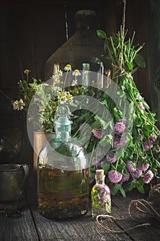 Clover tincture or infusion, essential oil bottle and medicinal herbs bunches. photo