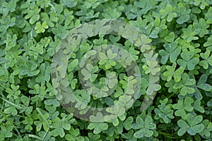 Clover, trefoil grass background texture. Fresh shamrock with dewdrops top view