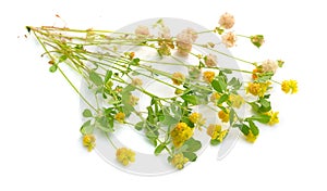Clover or trefoil Trifolium. Isolated on white background