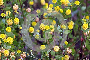 Clover (Trifolium campestre) grows in nature
