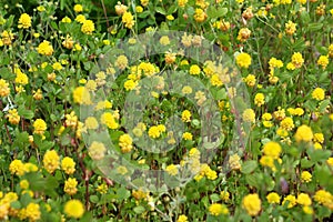 Clover (Trifolium campestre) grows in nature