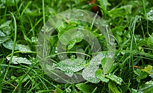 Clover Trifolium green fresh plant with transparent water drops on a surface of leaves. Lush greenery background