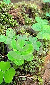 Clover With Water Droplets