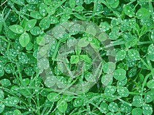 Clover with water drops
