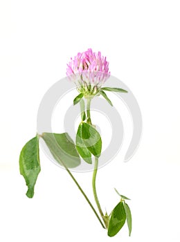 Clover wildlife flower