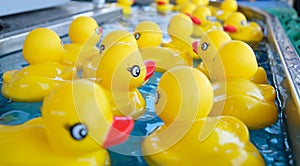 Cloverdale rodeo country fair get back to Country family events Canada Vancouver Surrey rubber yellow ducks float on the