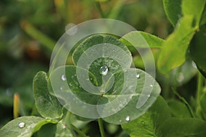 Cloverleaf with water drops