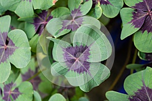 Cloverleafs in garden sign of luck