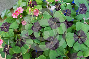 Cloverleafs in garden sign of luck