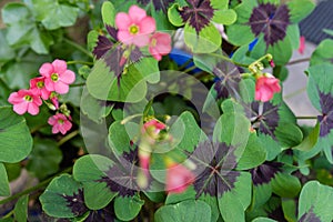 Cloverleafs in garden sign of luck