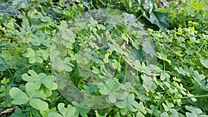 Clovers - Clovers And Leaves moved by the Wind. Lucky meadow four leaf clover in a field of clovers. Shamrock shape lucky charm or