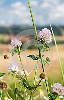 Clovers and Corns chamomile by the road in the summer fields under blue cloudy sky