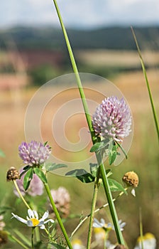 Clovers and Corns chamomile by the road in the summer fields under blue cloudy sky