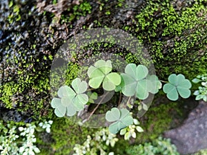 Clovers in the Deep Green