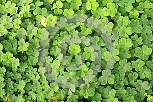 Clovers on the ground