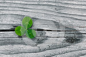 Clovers on grunge old aged wooden background, shamrock leaves, saint patrick`s day