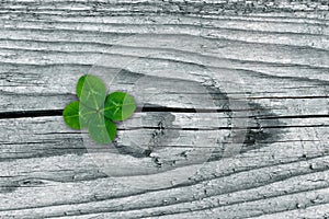 Clovers on grunge old aged wooden background, shamrock leaves, saint patrick`s day