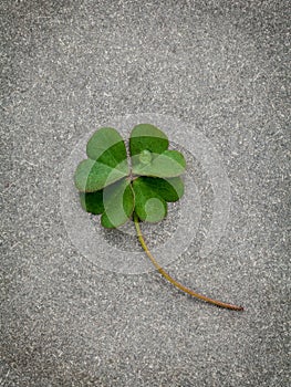 Clovers leaves on Stone Background.The symbolic of Four Leaf Clover the first is for faith, the second is for hope, the third is