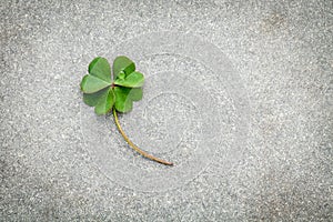 Clovers leaves on Stone Background.The symbolic of Four Leaf Clover the first is for faith, the second is for hope, the third is