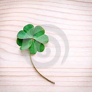 Clovers leaves on Stone .The symbolic of Four Leaf Clover the first is for faith, the second is for hope, the third is for