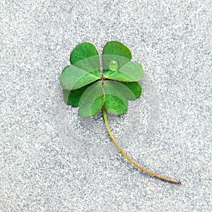 Clovers leaves on Stone .The symbolic of Four Leaf Clover the first is for faith, the second is for hope, the third is for