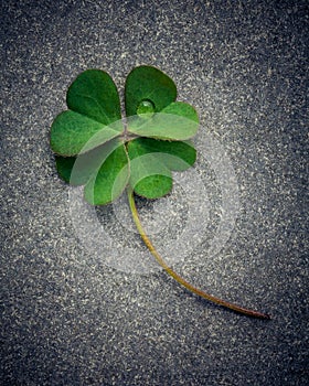 Clovers leaves on Stone .The symbolic of Four Leaf Clover the first is for faith, the second is for hope, the third is for