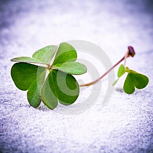 Clovers leaves on Stone .The symbolic of Four Leaf Clover the first is for faith, the second is for hope, the third is for
