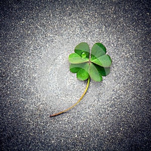 Clovers leaves on Stone .The symbolic of Four Leaf Clover the first is for faith, the second is for hope, the third is for