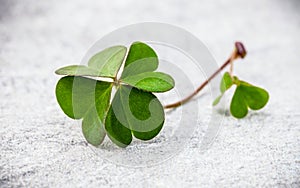 Clovers leaves on Stone .The symbolic of Four Leaf Clover the first is for faith, the second is for hope, the third is for