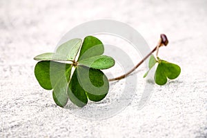 Clovers leaves on Stone .The symbolic of Four Leaf Clover the