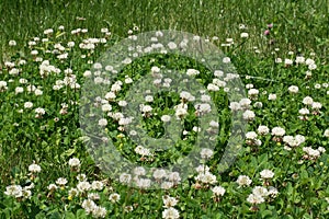 Clovers and white weed flowers