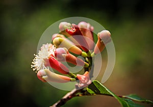 Cloves Flower Buds, St. Mary`s Island, Analanjirofo Region, Madagascar