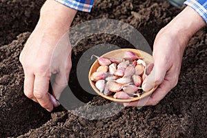 cloves of garlic in the hand of a farmer on the background of soil, planting garlic