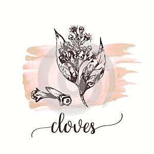 Cloves sketch on watercolor paint. Vector black vintage engraving illustration Vector design for tags, cards, packaging