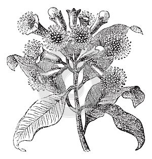 Cloves or Syzygium aromaticum vintage engraving